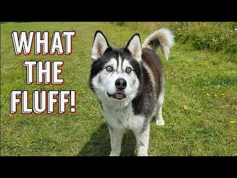 dog-scares-himself-by-farting-|-hilarious