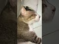🐱Thằng Heo Ngủ Bù🥰🧕🏻