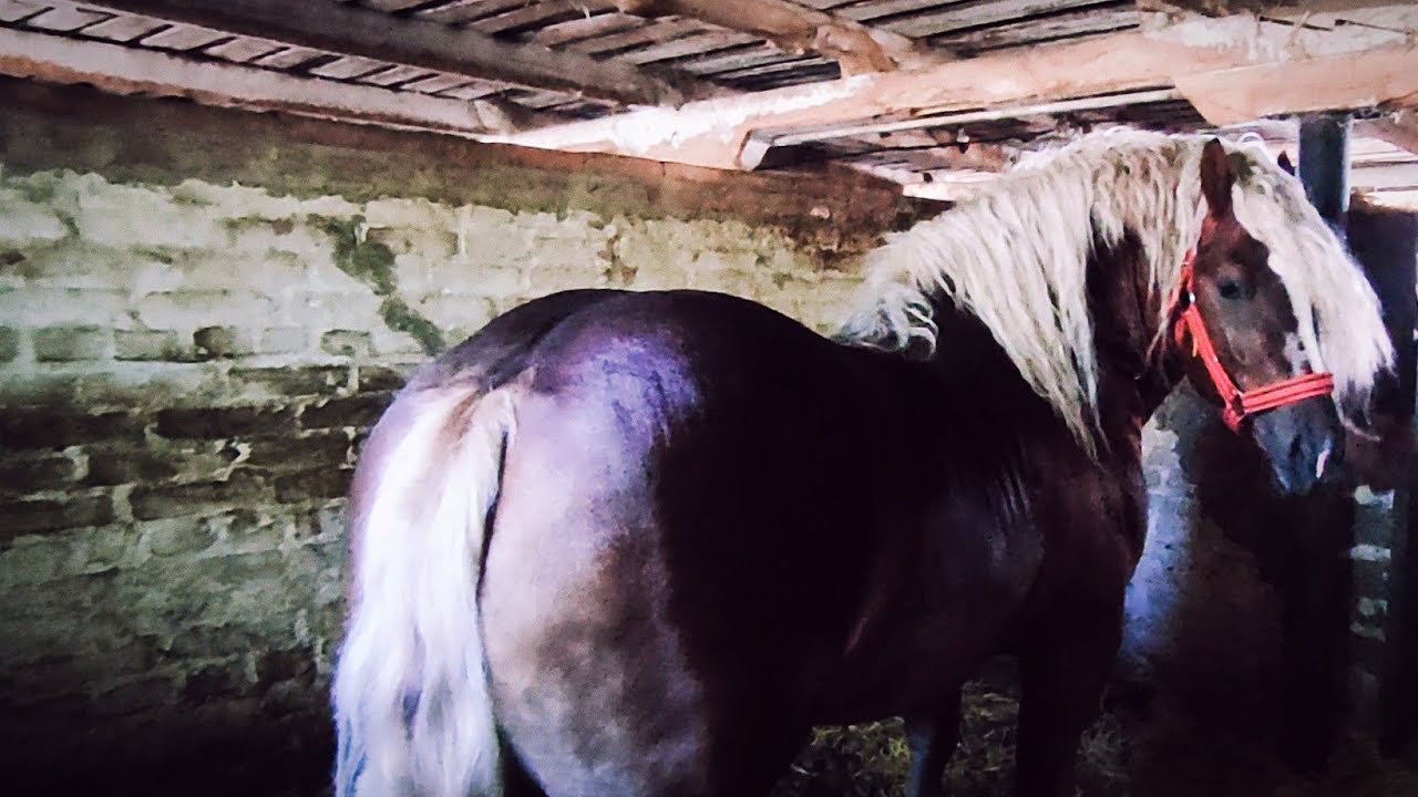 🐎Коні ВАГОВОЗИ, 🐴🥁гарні коні різних порід на Київщині 👉💪♥️