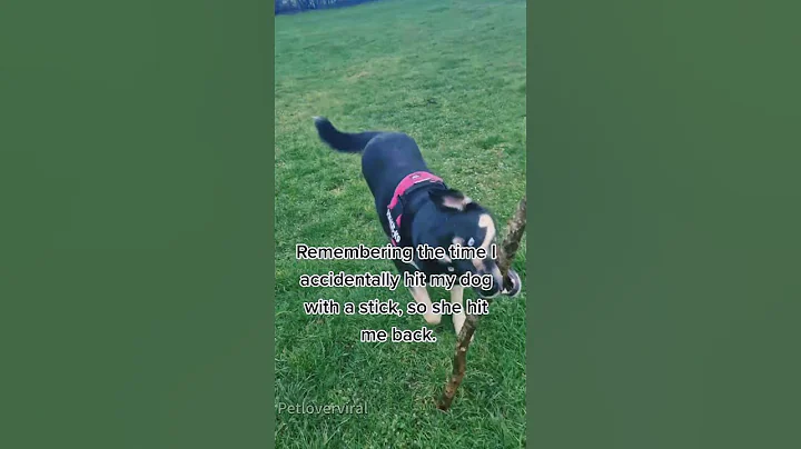 When the dog is outsmart you🤣🤣🤣#dog#dogvideo #funnydog#smartdog#fyp