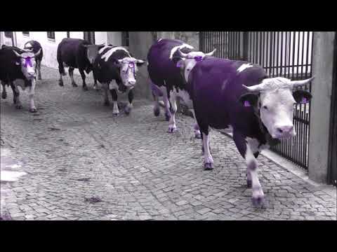 Video: Osso: Atto 2 - La Grande Corsa Delle Mucche