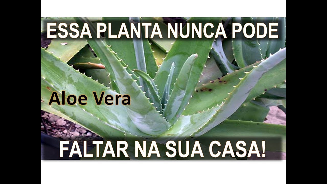 COMO PLANTAR BABOSA DE FORMA CERTA - DICAS DE JARDINAGEM