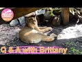 Wednesday Morning Walkabout with Brittany and the Small Cats of Big Cat Rescue  07 14 2021