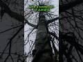 Death Ivy!!!