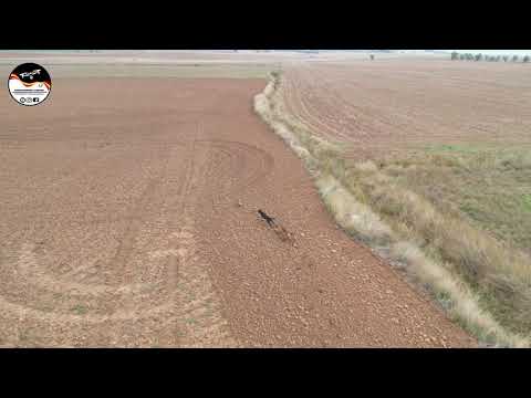 Carreras De Galgos Desde Dron , Liebres en campo. 17/10/2021.        GREYHOUNDS AND HARES