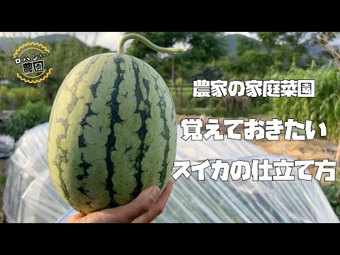 すいか生産 Amazon.co.jp: 千葉県産 富里すいか A等級 Lサイズ 2玉入り （約