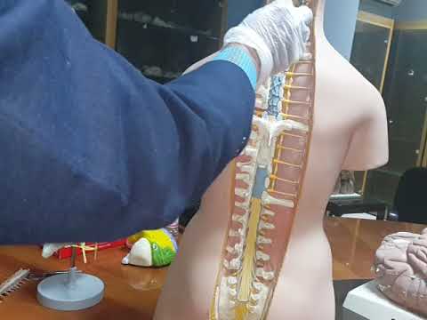 dr. yosef 2 spinal