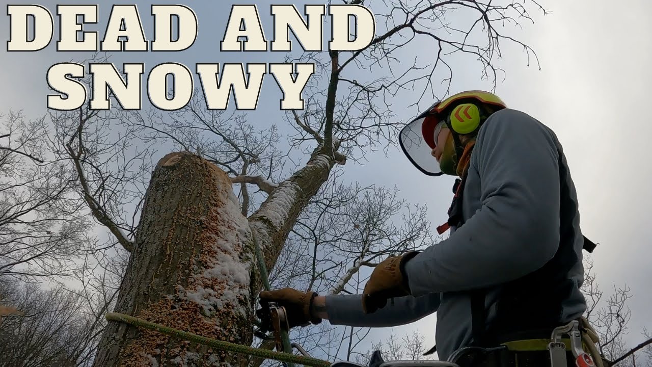 Icy oak tree removal - YouTube