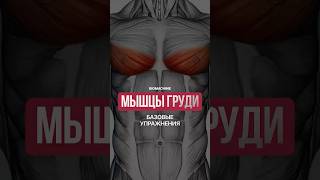 5 базовых упражнения на грудь