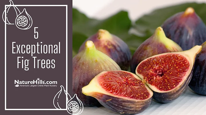 5 Exceptional Fig Trees | NatureHills.com