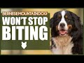 How To Stop Your BERNESE MOUNTAIN DOG BITING