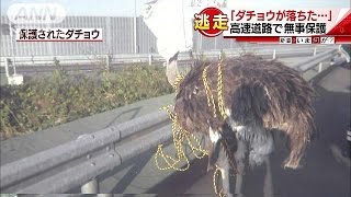 高速道路にダチョウ現る！そりゃ、走りゃ速いけど・・・(16/11/07)