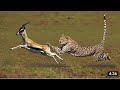 Cheetah -Chase Compilation