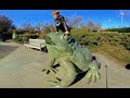 Giant Toad in 3D VR