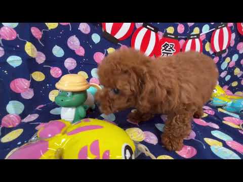 堺市のペットショップのトイプードルペットNo.250516の子犬動画サムネイル