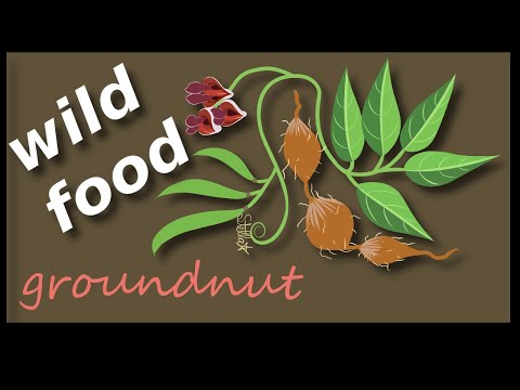 groundnut---foraging-for-wild-edibles-in-a-perennial-food-forest---apios-americana