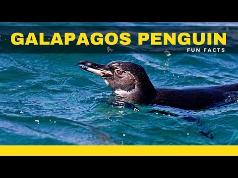 Galapagos Penguin Facts For Kids – Amazing Information Will Shock Your Mind