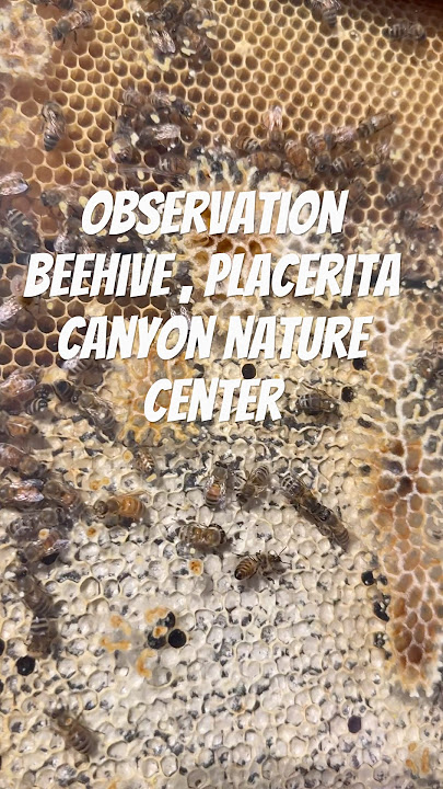 Discovering the Queen Bee at Placerita Canyon Nature Center's Live Hive! 🐝