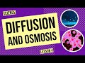 Understanding Diffusion and Osmosis