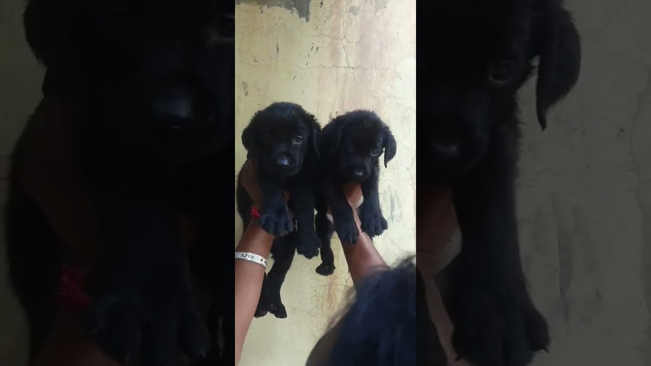 buy pets online india cash on delivery pet shop online @ 8307797664