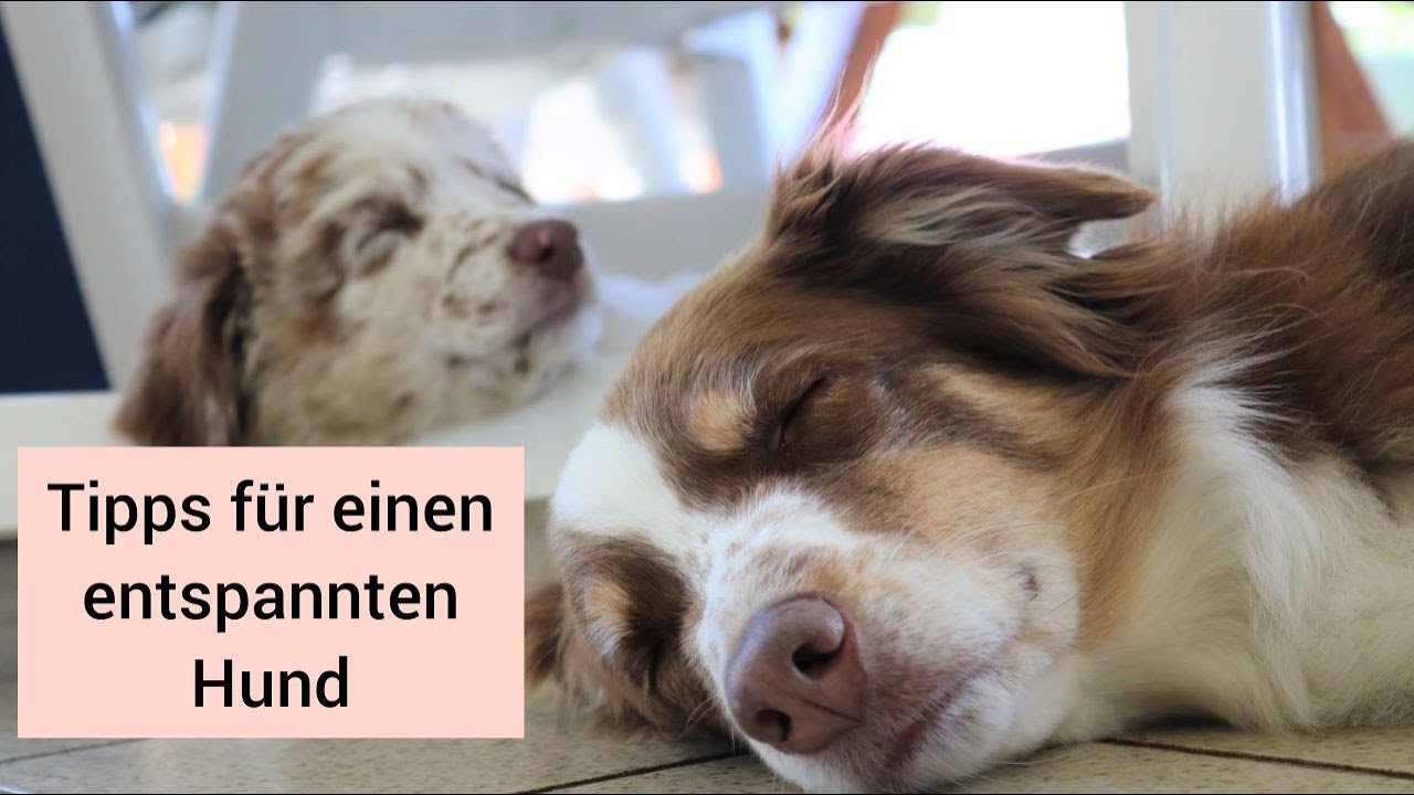 Hundetraining: Hund zu Hause Ruhe beibringen | Tipps ...