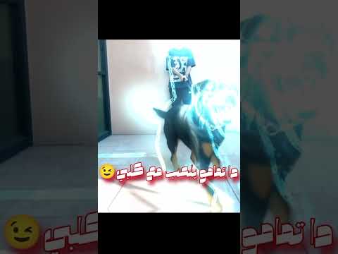 سيبت الكلب الروت اكسبلور لايك حالات واتس اهميه ترند 