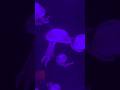 🇲🇹 MALTA NATIONAL AQUARIUM #travel #youtubeshorts #aquarium #malta #sea #ocean