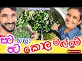 විනාඩි පහෙන් කොළ මැල්ලුම් - Sangeeth Vlogs|Sangeeth Satharasinghe