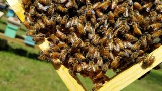 How to get queen cells from a package of bees