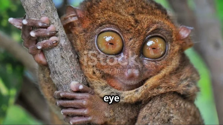 Philippine Tarsier | World's Second Smallest Primate #funfacts #animals #primate 