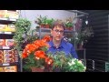 Begonias - CoÌmo cuidar tus plantas - Consejo SUPER AMARA
