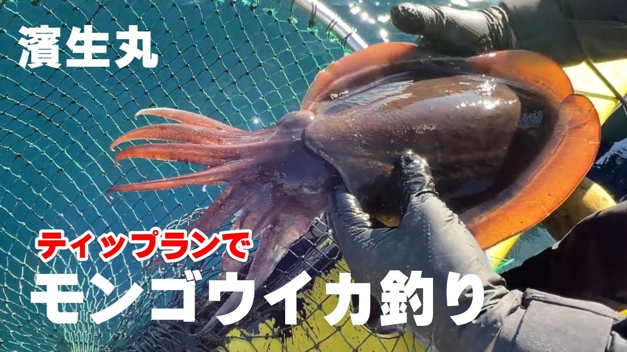 【濱生丸】ティップランでモンゴウイカ釣り