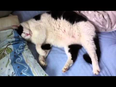 猫ねむる