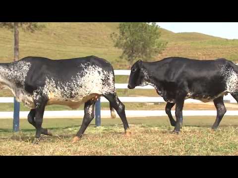 LOTE 19   3179   3303   FAZENDA SÃO MIGUEL