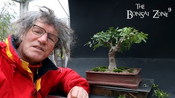 Pruning My Natal Ficus, The Bonsai Zone, Nov 2022