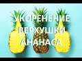 УКОРЕНЕНИЕ ВЕРХУШКИ АНАНАСА. Как укоренить верхушку ананаса с магазинного плода