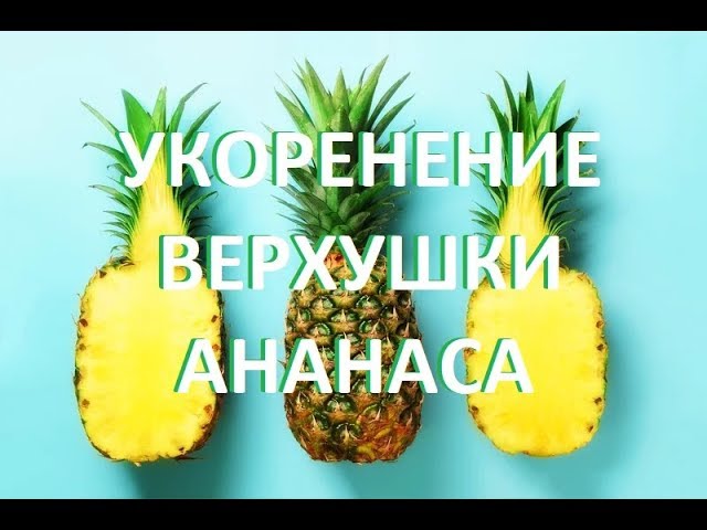 Как вырастить ананас из верхушки