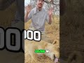 Saving 1000 Animals: Lions, Giraffes & Epic Rescues! #shorts