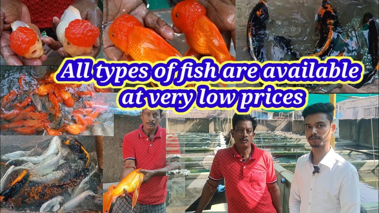 Carent colour fishes farm price howrah india🐕Koi Carp fish farm in howrah🐕Aquarium fish shop
