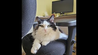 Lila stole Mommy's chair