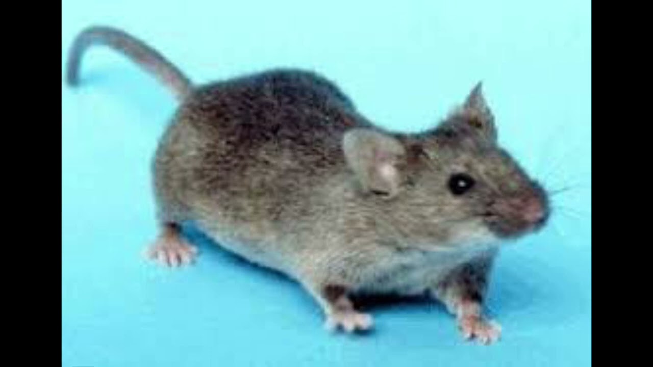 بینینی مشک لەخەوندا