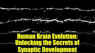 Human Brain Evolution: Unlocking the Secrets of Synaptic Development