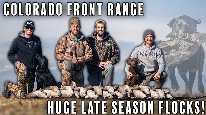 Goose Hunting the Front Range of Colorado - Four Man Limit from HUGE Late Season Flocks!