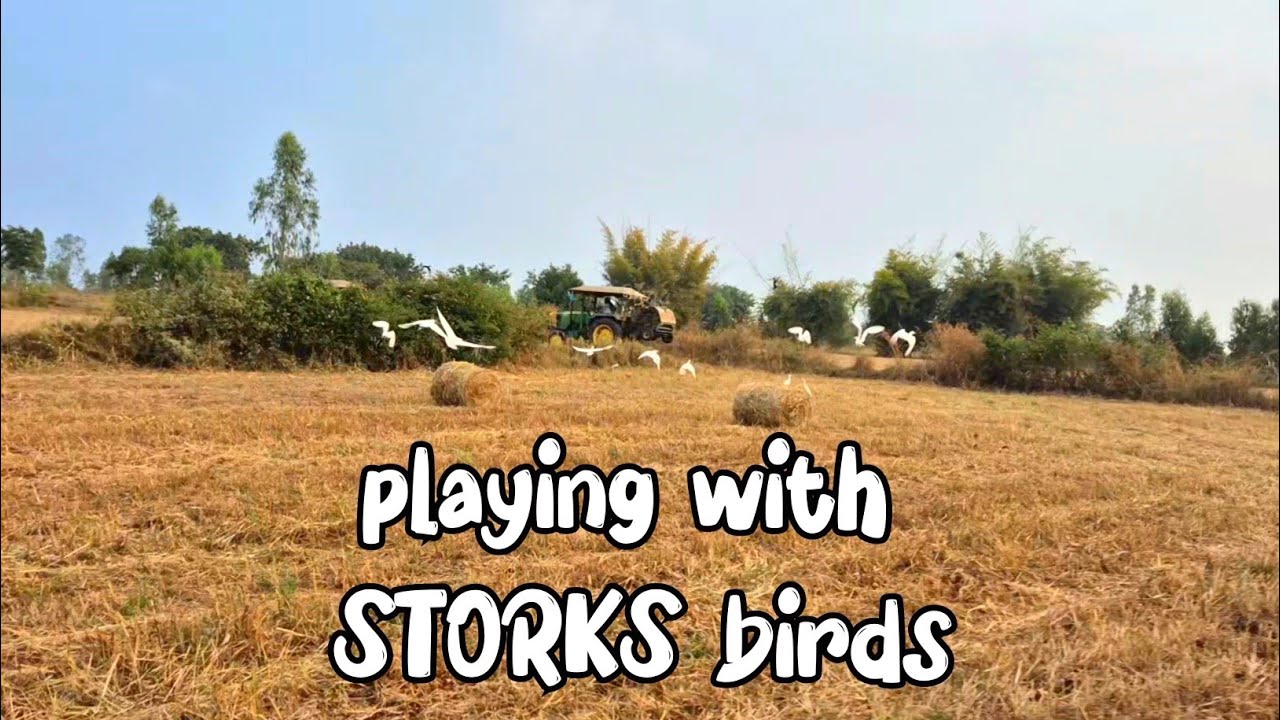 Gentle Play with Stork Birds | Pure Peace & Calm Vibes 