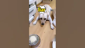 اضحك على الكلب المظلوم فيديوهات مضحكة جدا مواقف مضحكة جدا مقاطع مضحكة جدا دموع الكوميديا 