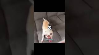 Vem No Toma X Best Dog