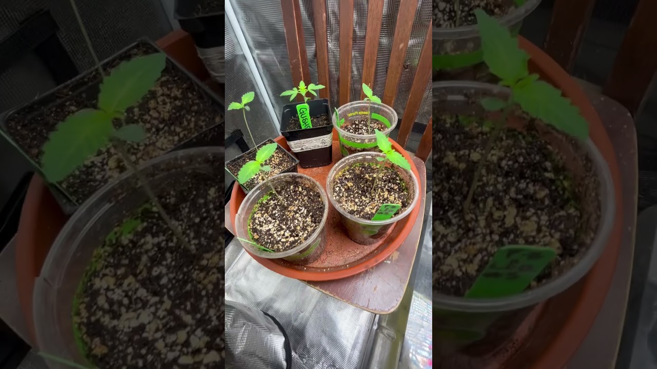 Indoor seedlings cali grow 