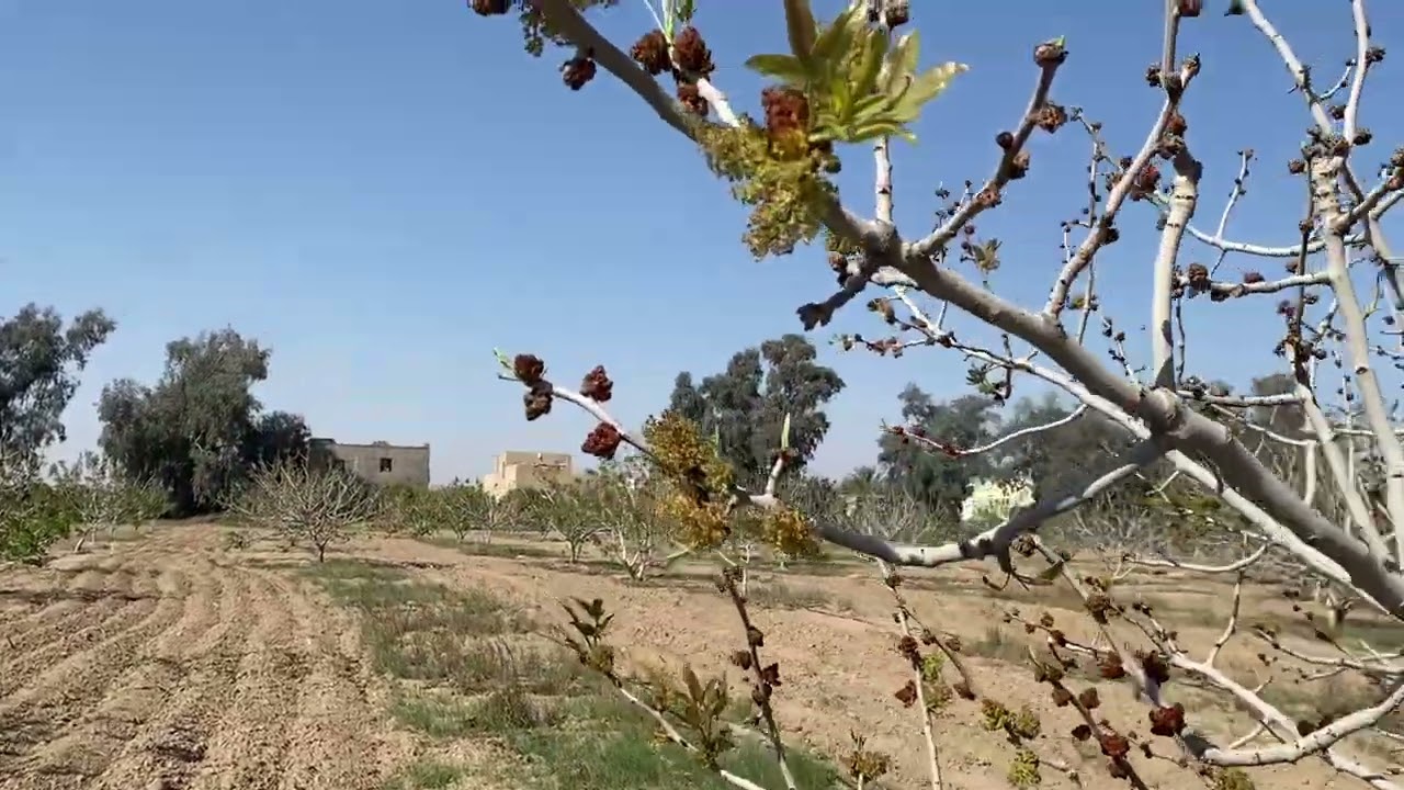 تلقيح أشجار الفستق الحلبي الجزء الثاني