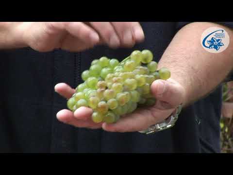 Wideo: Jak Zrobić Białe Wino