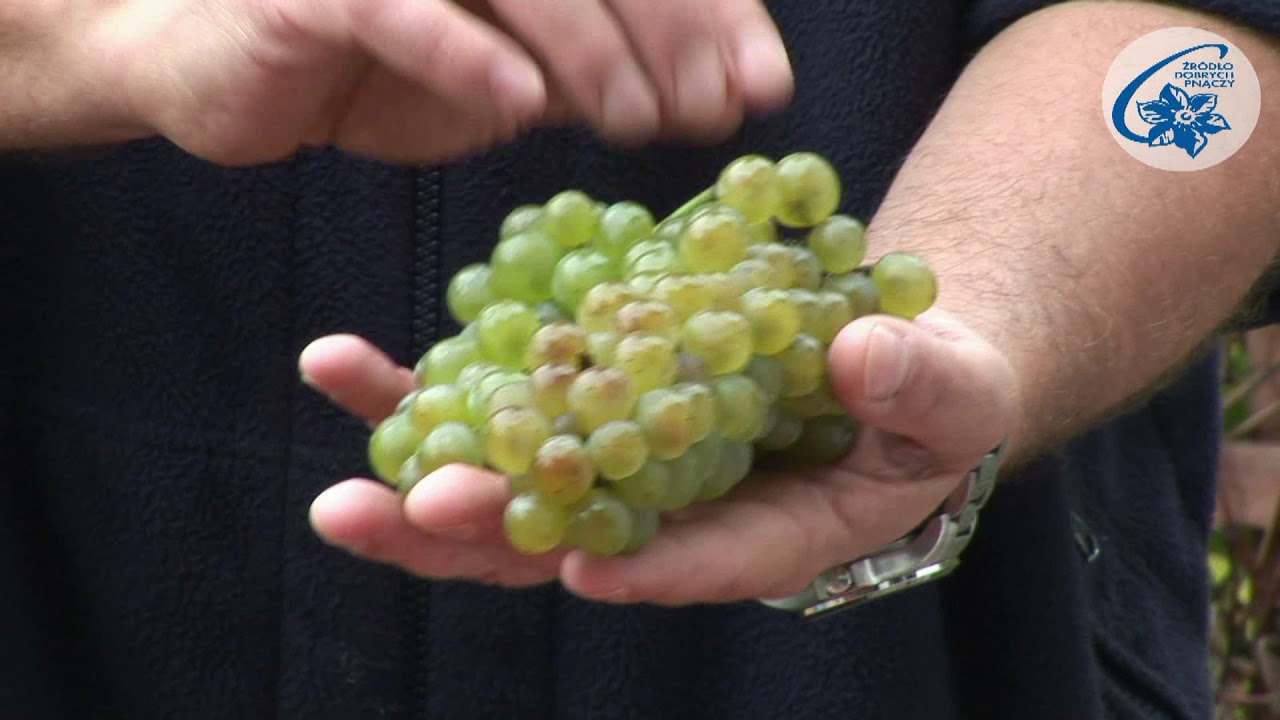 Przepis na wino białe, część  1